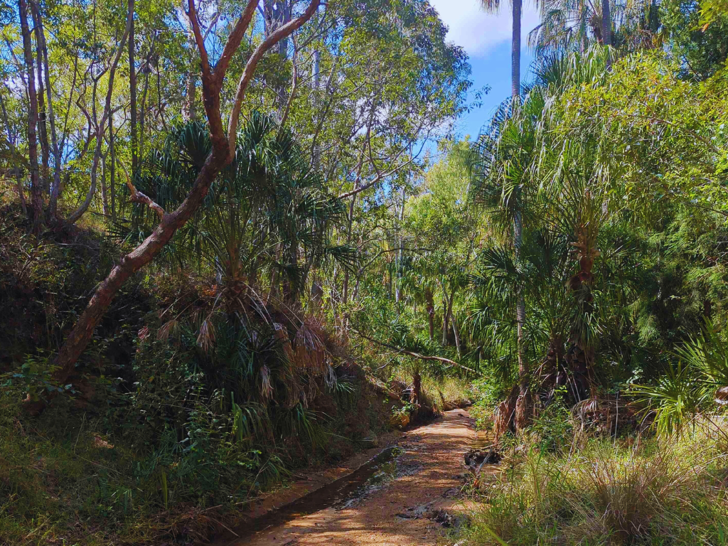 Scenic bushwalking trail at Big Rocks Bush Retreat Camping Site in Childers, surrounded by lush Australian bushland.