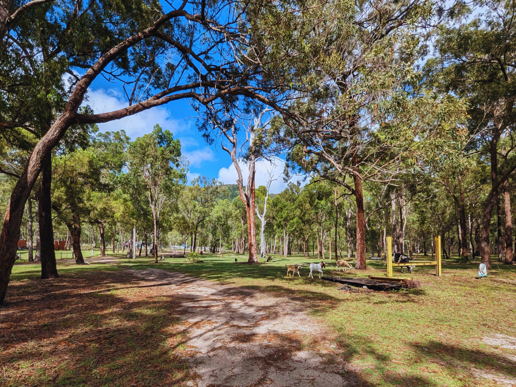 Secluded tent sites in Childers for a peaceful and private camping experience.